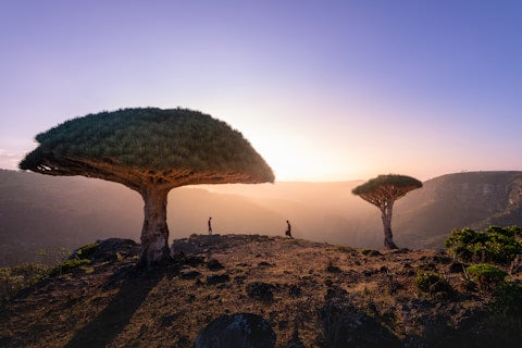 Two unique dragon blood trees on a mountain top with a person standing between them, during sunset.